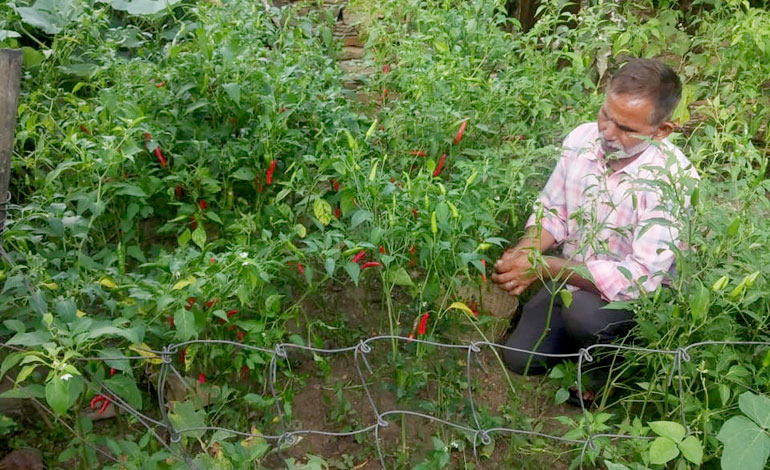 Red Chilli Production Programme at Gopeshwar