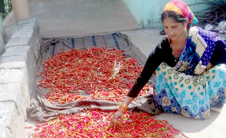 Red Chilli Production Programme at Gopeshwar